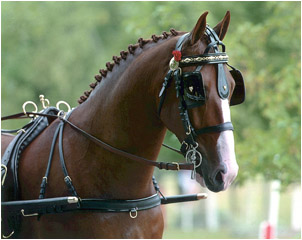 training image