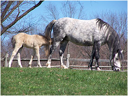 mare and foal