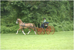 mare and foal